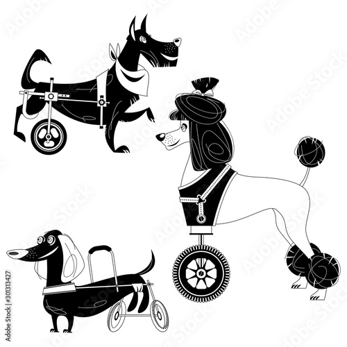 Set of three dogs with special needs on different wheelchairs. Black and white.