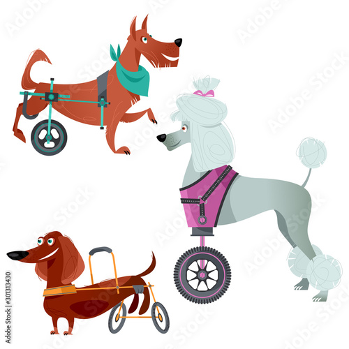 Set of three dogs with special needs on different wheelchairs.