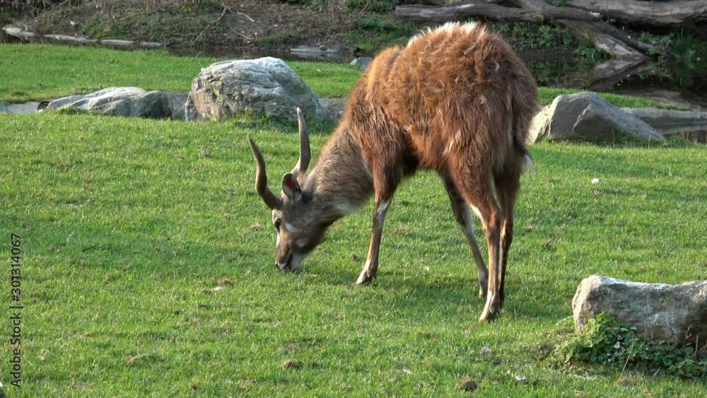 Beautiful antelope eats the grass Beautiful antelope eats the grass