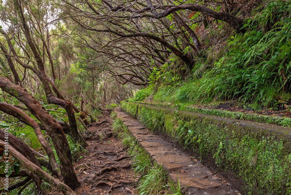Wanderweg zu den 25 Quellen, 25 Fontes, Rabacal, Madeira Wanderweg zu den 25 Quellen, 25 Fontes, Rabacal, Madeira