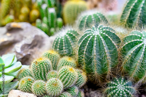 closeup various cactus plants in garden
