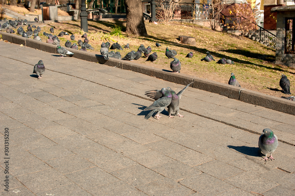 Obraz premium photo doves kissing in the autumn park on a background of other pigeons