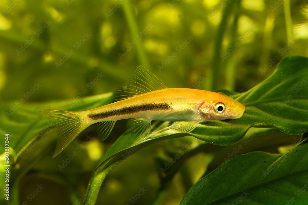 Golden Chinese algae eater Aquarium Fish catfish Gyrinocheilus aymonieri Stock Photo Adobe Stock