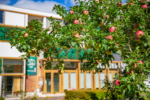 飯田市　りんご並木の風景