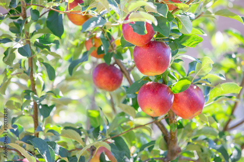 飯田市　りんご並木の風景