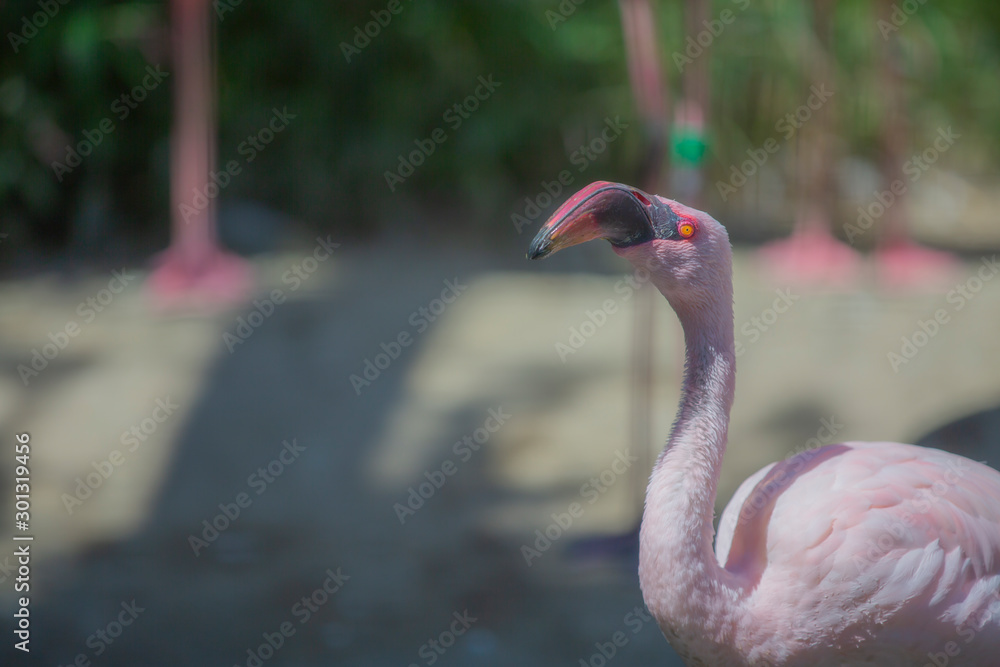 Fototapeta premium フラミンゴ