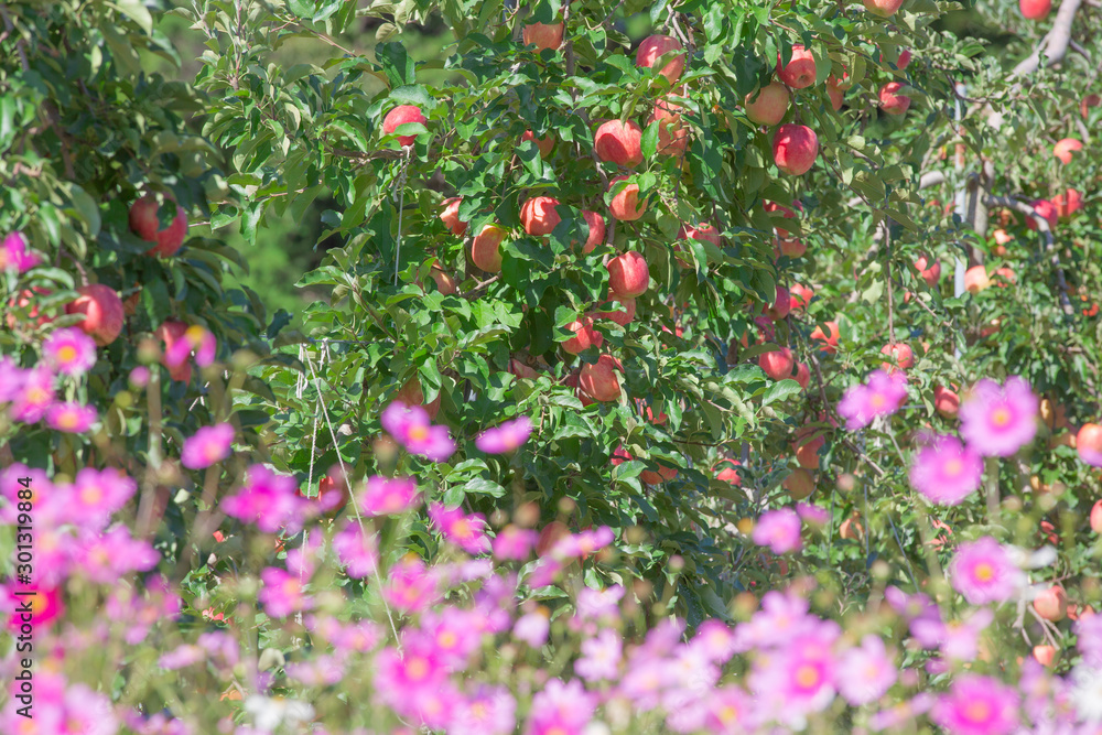 りんごの果樹園とコスモス