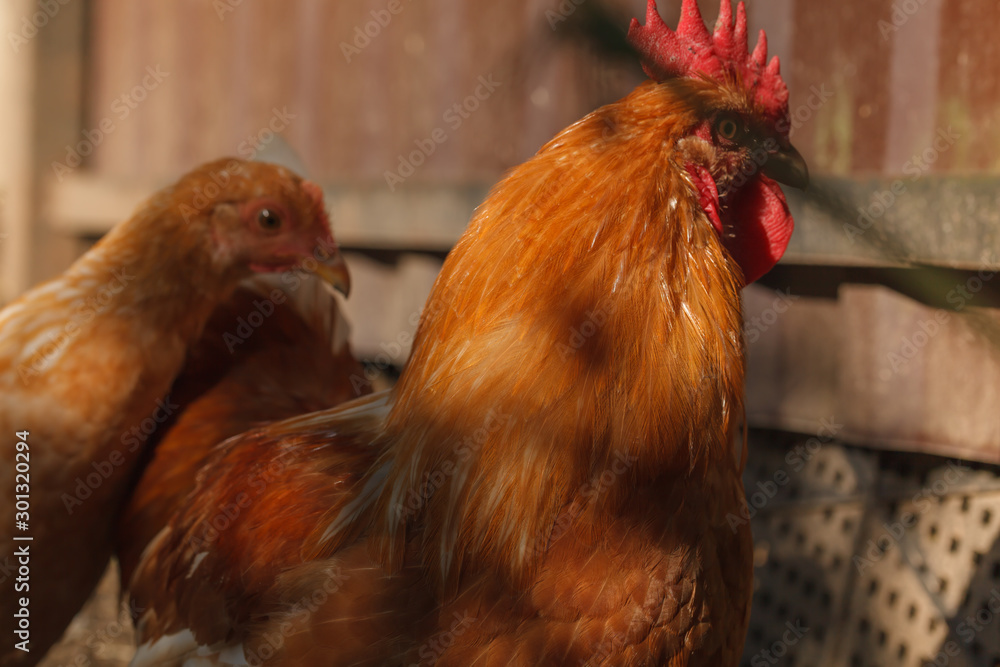 Fototapeta premium Beautiful red rooster with chicken on a small farm in the bright sun.