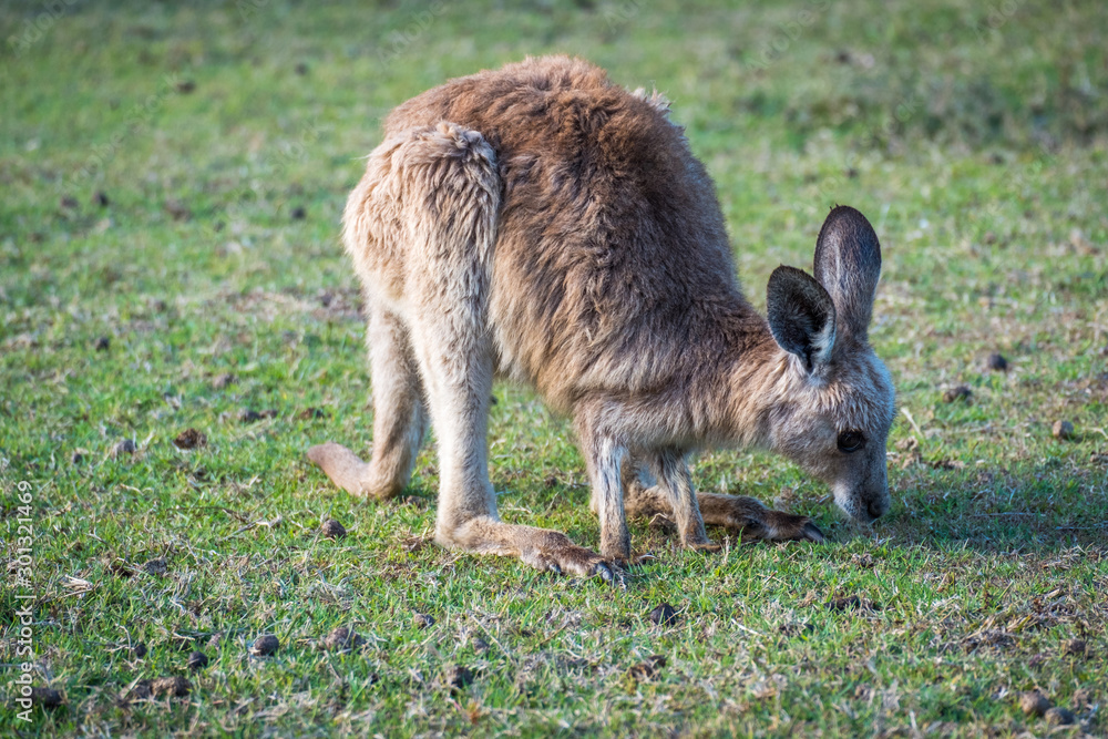 A joey eating grass in the wild in Coombabah Queensland 