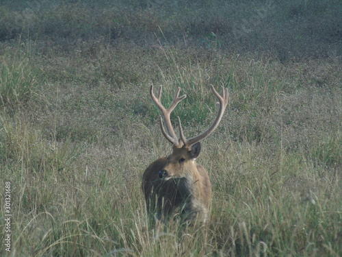 Swamp Deer India
