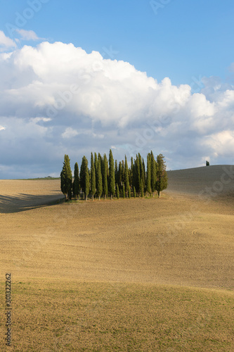 Cypress Trees in San Quirico D´orcia Tuscany italy