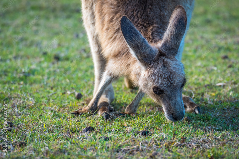 A joey eating grass in the wild in Coombabah Queensland 