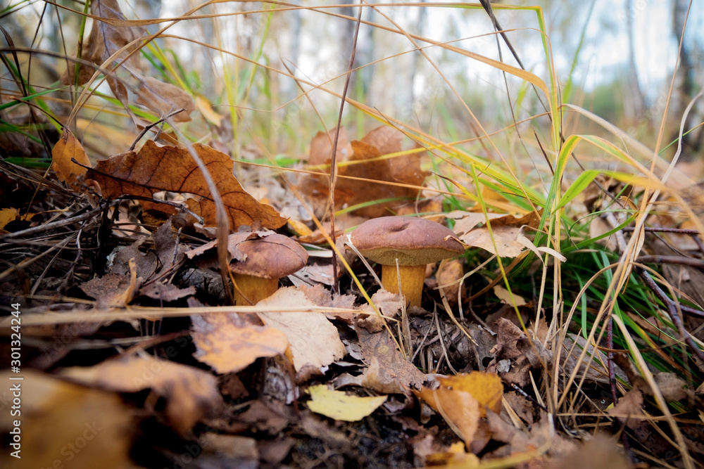 Fototapeta premium Wild Mushrooms