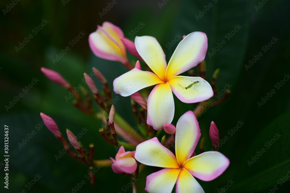 Fototapeta premium Colorful flowers in the garden.Plumeria flower blooming.Beautiful flowers in the garden Blooming in the summer