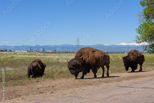 Fotografia American Bisons with Denver city and Rocky Mountains in the background, Colorado