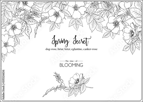 Dog-rose, briar, brier, eglantine, canker-rose. Template for wedding invitation, greeting card, banner, gift voucher. Outline graphic. Vector illustration in black and white.