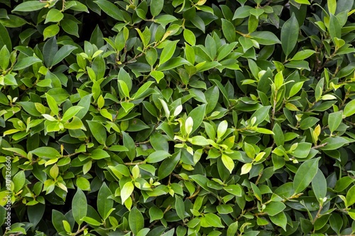 fresh green carmona retusa leaves wall in nature garden