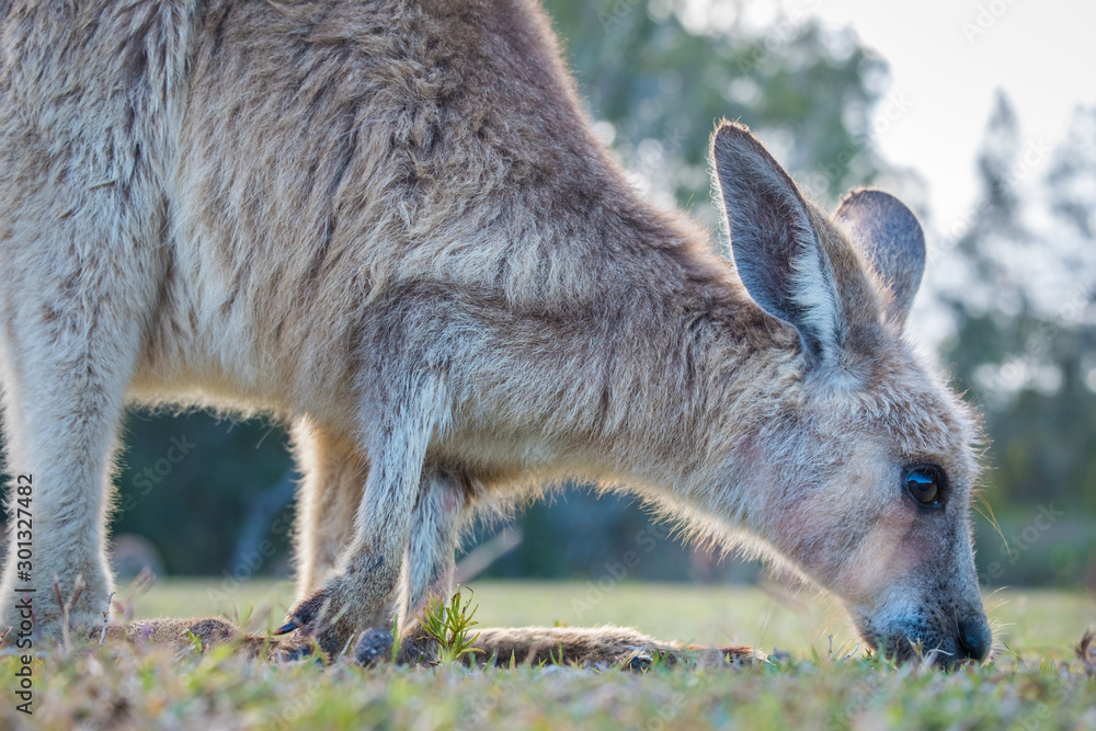 A joey eating grass in the wild in Coombabah Queensland 