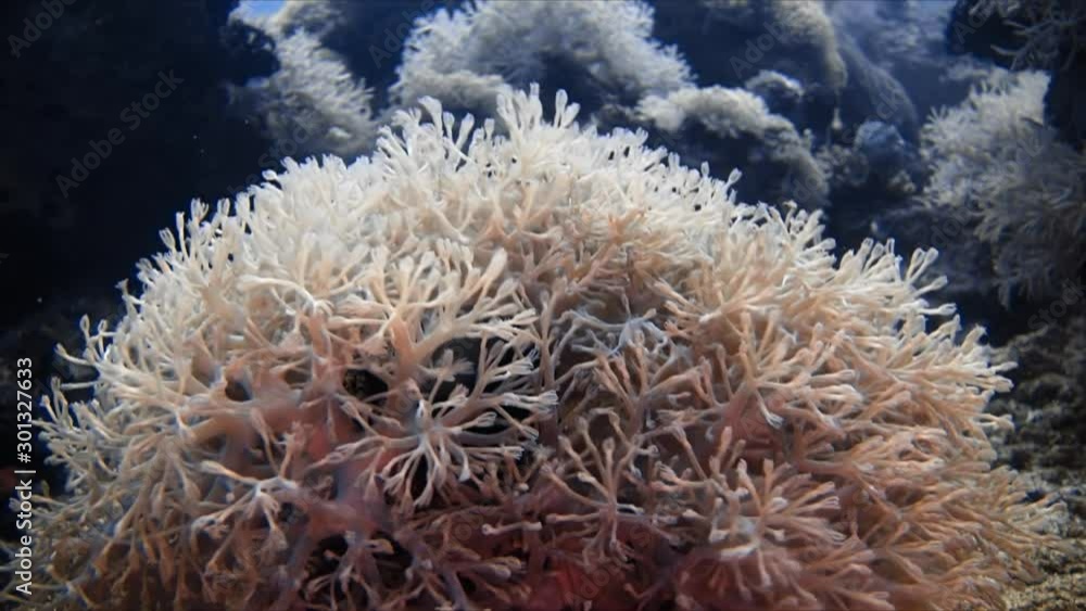 Tropical underwater coral reef landscape in the Philippines Tropical underwater coral reef landscape in the Philippines