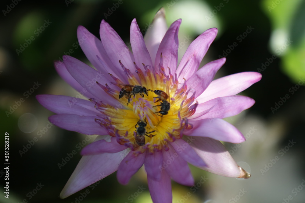 bee on flower bee on flower