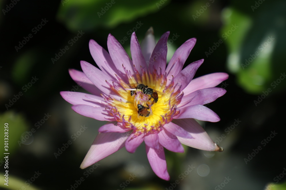 lotus or purple lotus , Water Lily or Nymphaea lotus and bee