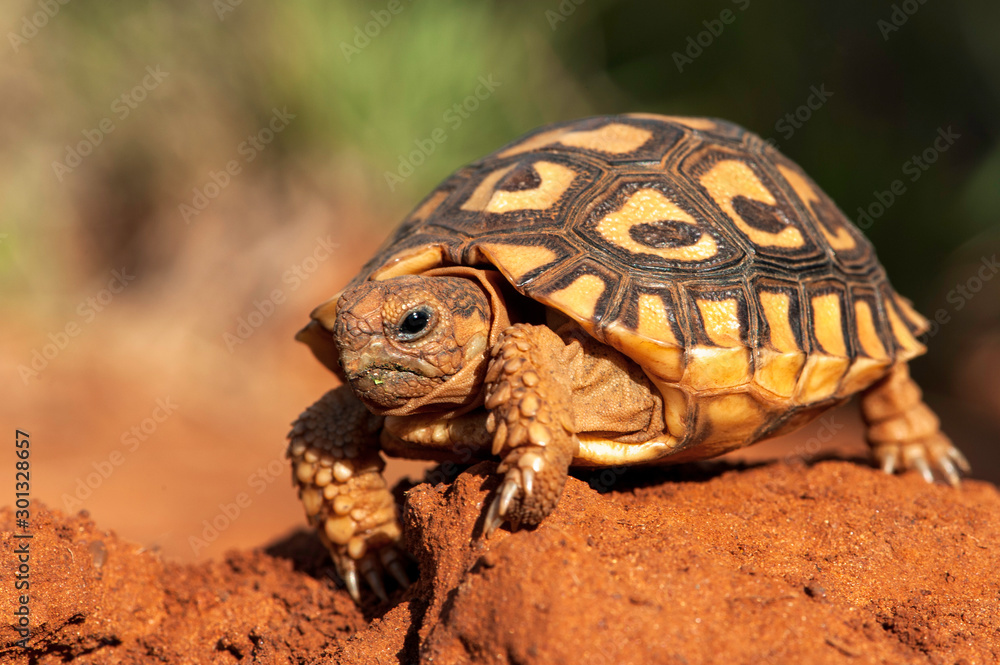 Obraz premium Tortoise climbing over red soil, effort, hard work, straining