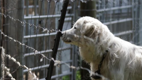 Great Pyrenees dog barking stupidly as all dogs do photo