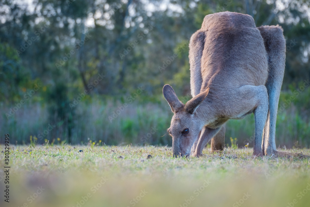 A kangaroo eating grass in the wild in Coombabah Queensland A kangaroo eating grass in the wild in Coombabah Queensland
