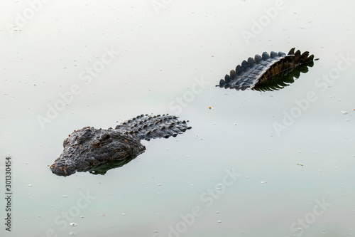 Nile crocodile, croc, close up, one croc, in water, artistic, shapes, shadows, submerged, details