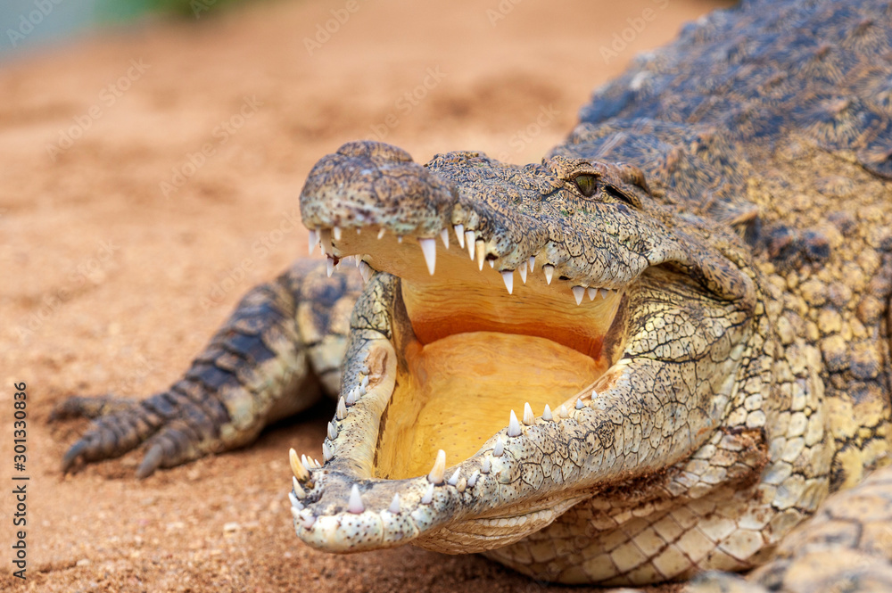 Fototapeta premium Nile Crocodile, up close, on land, sharp, clear, teeth and eyes, croc, 