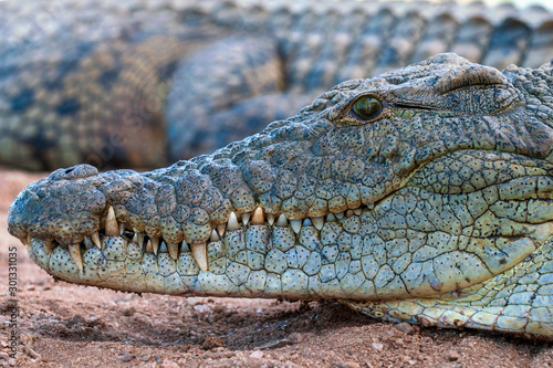 Nile Crocodile, up close, on land, sharp, clear, teeth and eyes, croc, 