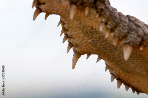 Nile crocodile, croc, mouth wide open, teeth showing, up close, see inside mouth