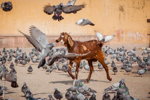 A goat being surrounded by flying pigeons.