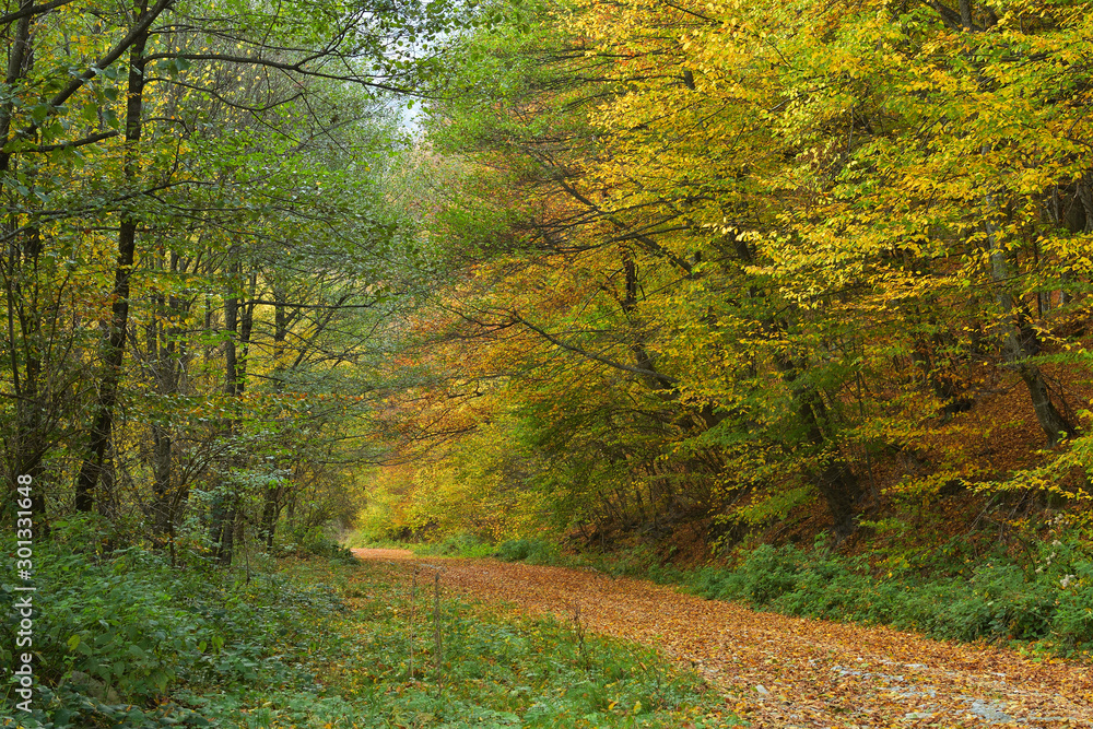 Rural path covered by leaves in forest