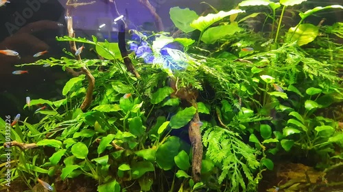 Handheld footage of the aquascape style aquarium with group of fishes moving around in green environment photo