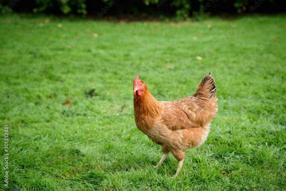 Fototapeta premium Free range chicken on grass