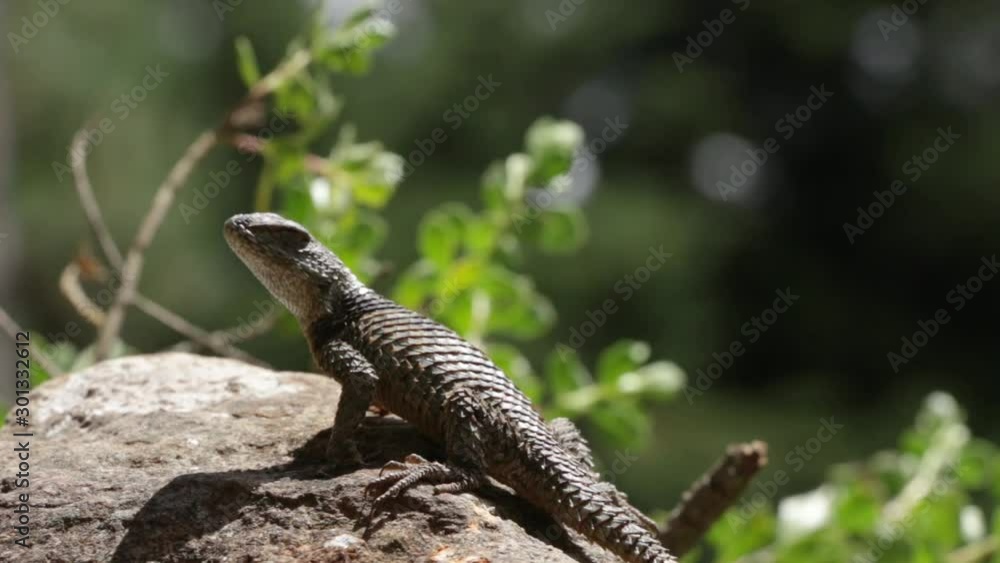 Spiny lizards of mexico Sceloporus mucronatus o S. torquatus Spiny lizards of mexico Sceloporus mucronatus o S. torquatus