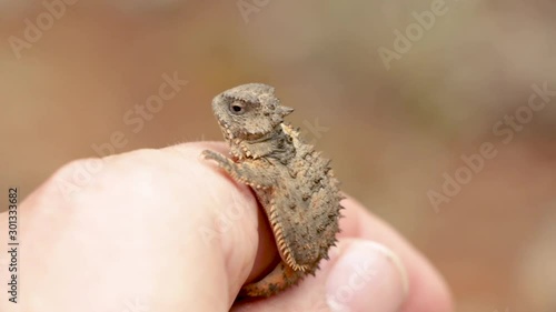 Biologist handling a baby horned lizard 