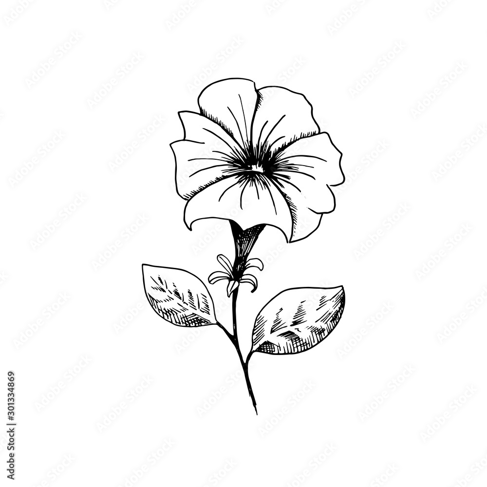 Petunia. Hand-drawn black and white sketch petunia flower. Isolated on ...