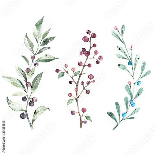 Set of watercolor illustrations. Branches of green leaves with black and blue berries.