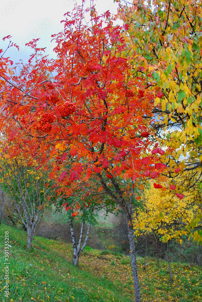 Colorful trees in Autumn