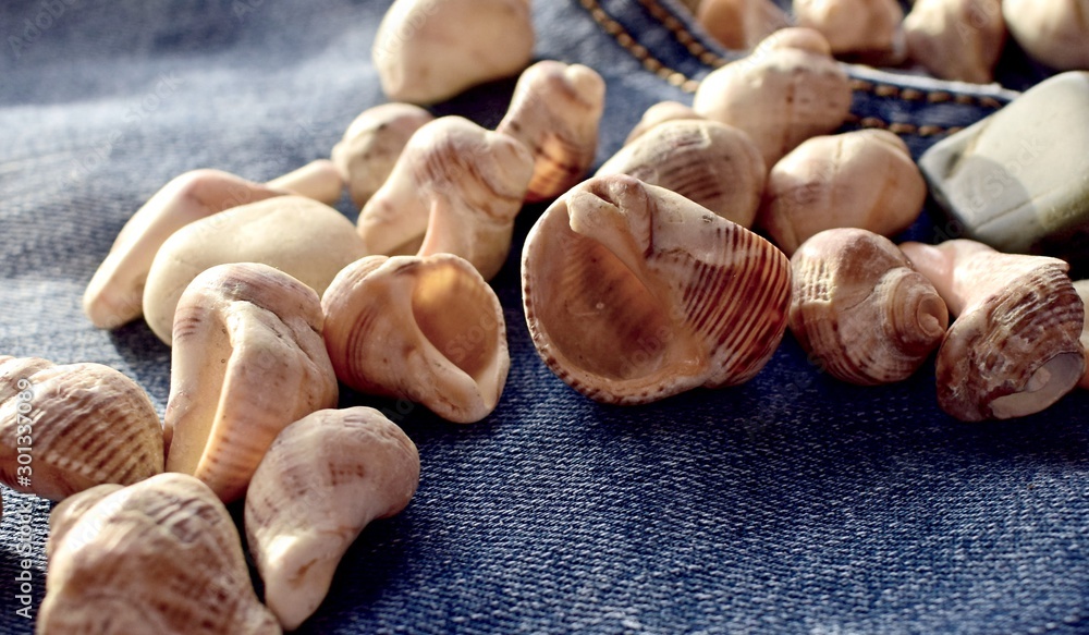 sea shells lie on denim