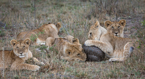 juvenile lions playing with a rolled up pangolin
