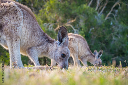 A kangaroo and joey in the wild in Coombabah Queensland 