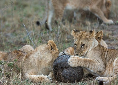 Young lion cubs playing with a rolled up pangolin