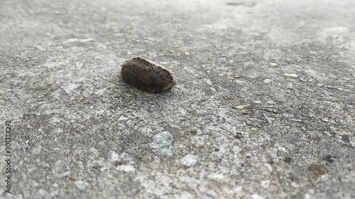 This is a Footage of an Asp Caterpillar also known as a Puss Caterpillar.  This is considered the most venomous caterpillar in North America.