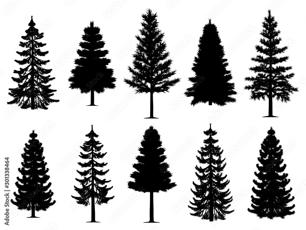 Pine fir trees collection