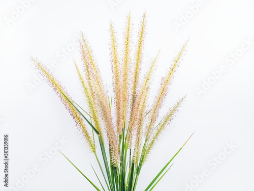 Close-up top of African fountain grass (Pennisetum setaceum) on white background.