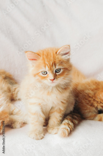 Sleepy mainecoon kittens