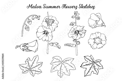 Malva Summer Flowers Sketches. Hand Drawn Illustration photo